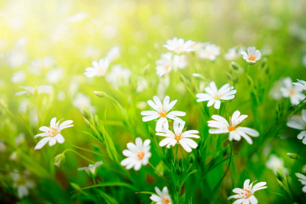 istock Small cute fresh white flowers in a spring field on nature. 1389674603
