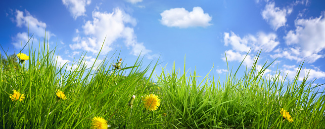 Juicy fresh young grass with yellow flowers dandelions close-up on summer nature on blue sky background with clouds, panoramic view, copy space.