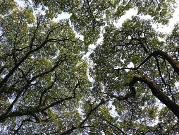 istock Streen of taman dayu 1389676127