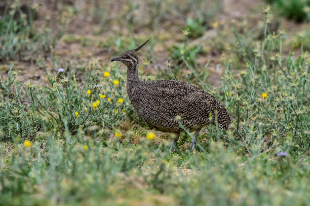 istock Elegant crested tinamou, Eudromia elegans, Pampas grassland environment, La Pampa province, Patagonia, Argentina. 1389676247