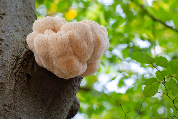 Rare Lion's Mane Mushroom (Hericium erinaceus)