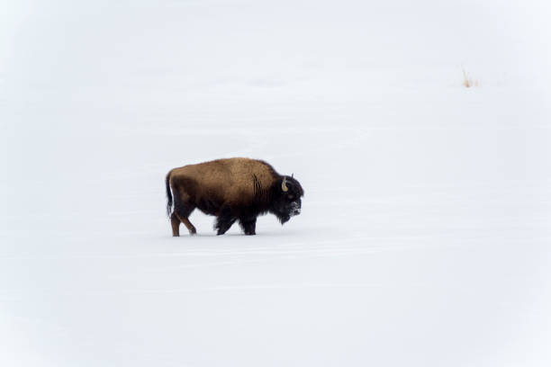 Free Stock Photo of Bison Walking Across Snow Covered Field | Download ...