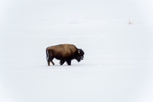 American Bison (Bison bison) juvenile walking in snow during winter, Yellowstone National Park, Wyoming, United States.