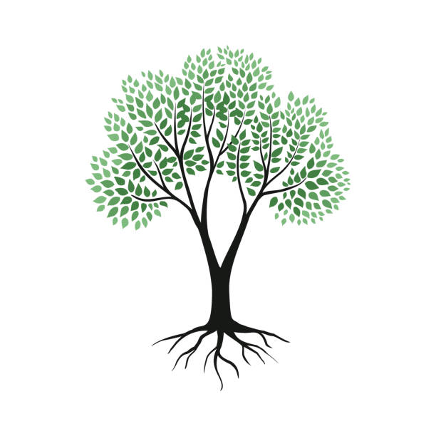 ilustrações de stock, clip art, desenhos animados e ícones de tree with roots. plant silhouette with leaves, branches and rhizome. environment or ecology. botanical element. green foliage. strength trunk. genealogy and origins. vector nature logo - origins oak tree growth plant