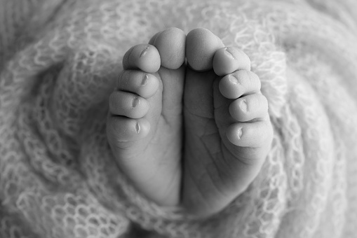 The tiny foot of a newborn. Soft feet of a newborn in a pink woolen blanket. Close up of toes, heels and feet of a newborn baby. Studio Macro photography. Black and white.