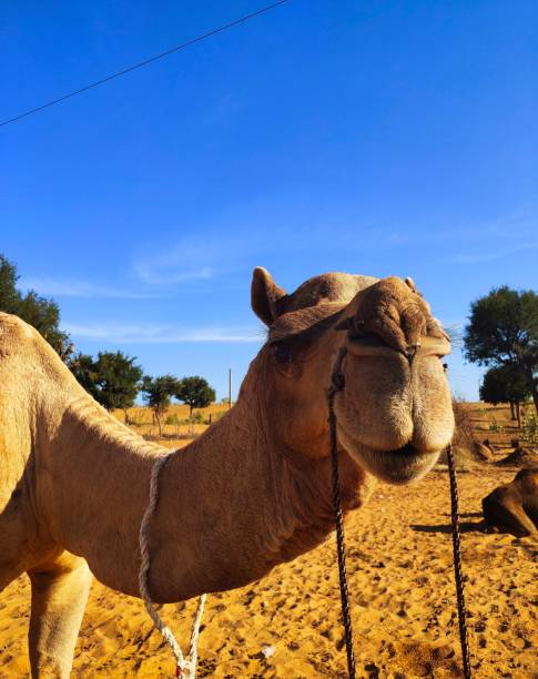 istock Rajasthan, desert, dunes, camels, India 1389681624