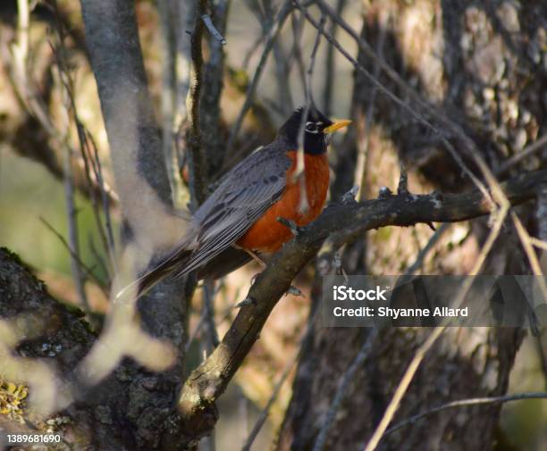 Robin Stock Photo - Download Image Now - Bird, Close-up, Color Image