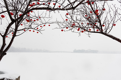 The festive Beijing Summer Palace tree is covered with red lanterns, which are even more beautiful in the heavy snow.