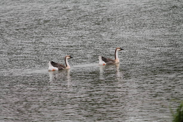 two swans swimming in the lake look beautiful