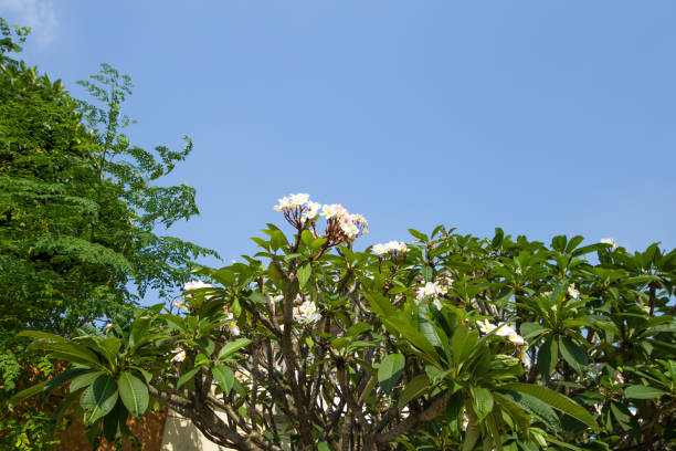 istock Frangipani flowers on the tree, focus selective. 1389683217