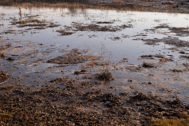 istock View of swamp. Polluted river. 1389683819