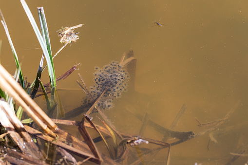 Pickled eggs from frogs on the surface of the pond. The fry floats on the surface near the reeds.
