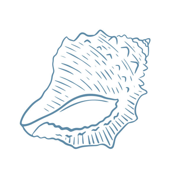 ilustrações de stock, clip art, desenhos animados e ícones de sea shell hand drawn engraving vector illustration - etching starfish engraving engraved image