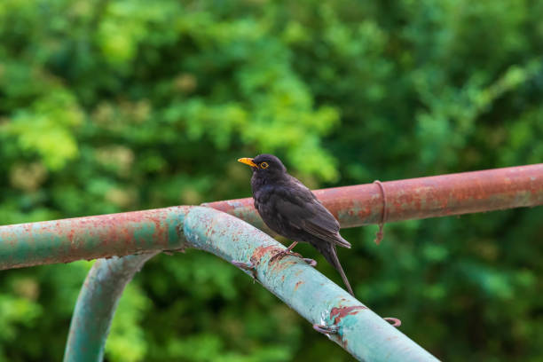 トゥルドゥス・メルラ (turdus merula ) - 手すりと背景に座っているクロウタドリ。 - common blackbird ストックフォトと画像