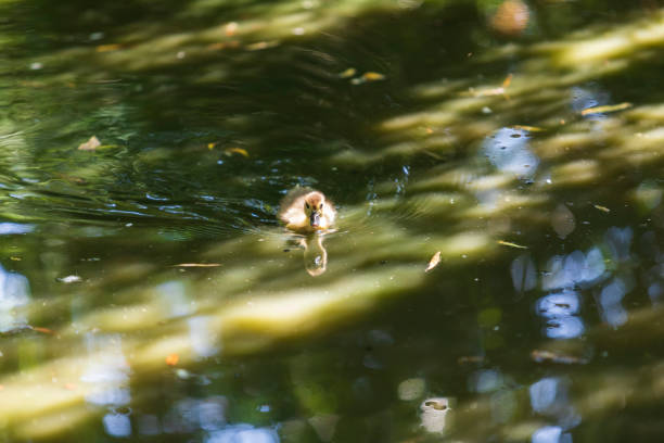 istock A young duck swims on the water under a willow tree and its reflection is reflected in the water. 1389686913