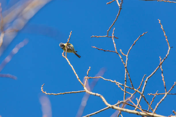Little colorful tit bird sitting on a tree branch.