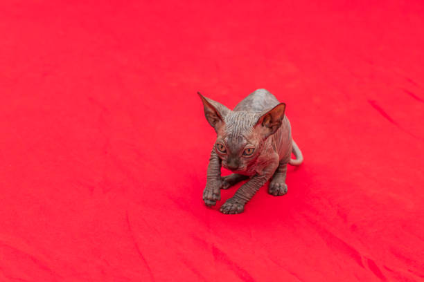 istock Sphynx cat - a small two-month-old kitten. Hairless cat breed 1389687074