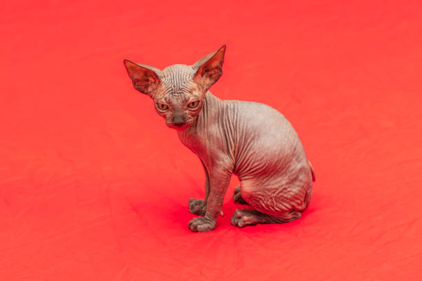 istock Sphynx cat - a small two-month-old kitten. Hairless cat breed 1389687104