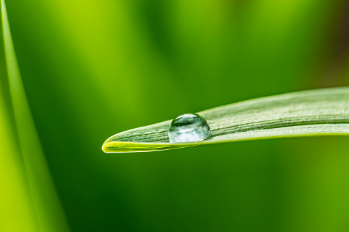 Macro of Raindrop on Blade of Grass.