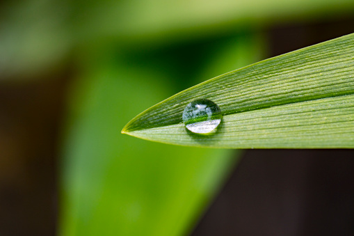 Water drop at the end of blade of grass fromd irectly above.