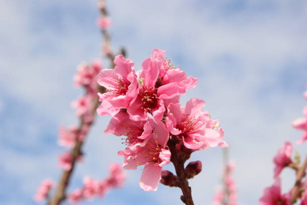 peach blossom in spring stock photo
