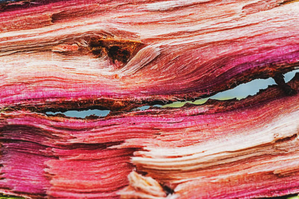Close up of purpleheart wood branches.