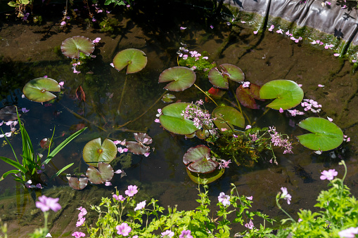 Water lily pads on a garden pond in spring.