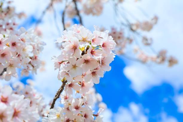 istock Spring cherry blossoms in full bloom during the graduation, admission, and cherry-blossom viewing season 1389690554