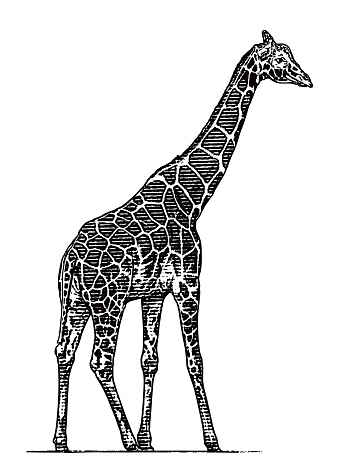 Vector illustration of a standing Giraffe cut out on white background