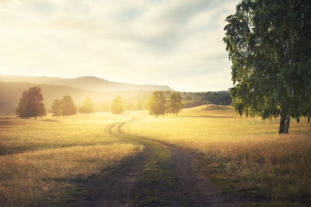 istock Road between the trees in countryside at sunset. 1389691819