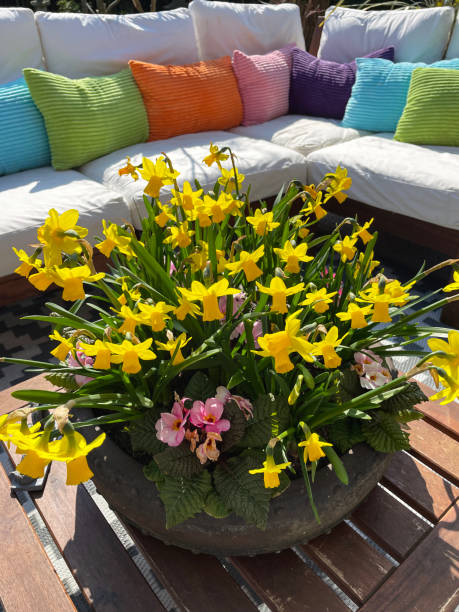 Stock photo showing ornamental Japanese-style garden with outdoor lounge area in Spring. Featuring an outdoor hardwood, cushion covered seating and table with centrepiece pot planted up with Spring flowers including yellow, tete-a-tete daffodils (Narcissus) and pink primroses (Primula). imagen en primer plano de exterior, mesa de madera dura con centro de mesa en maceta de amarillo, narciso tete-a-tete (narcissus) y prímula rosa (primula) flores de primavera, fondo de asiento acolchado, día soleado, vista elevada, enfoque en primer plan
