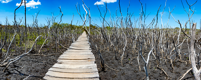 Wooden footbridge across a recovering mangrove.  The mangrove had died after an earthquake changed the terrain and cause the water to drain away.  It is now in the process of recovering with the help of ecologists.