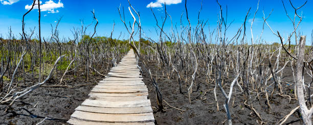 Wooden foot bridge in a a mangrove forest in recovery stock photo
