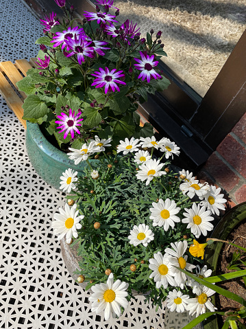 Stock photo showing elevated view of flower pots of purple / pink osteospermum and marguerite daises (Argyranthemum frutescens) on white, plastic interconnecting tiled patio in front of a conservatory door.