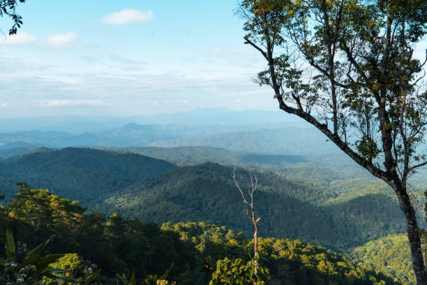 istock high angle view of forest and mountains in summer 1389694013