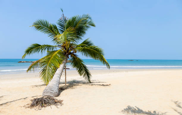 istock Tropical beach background, coconut tree on sandy beach 1389694037