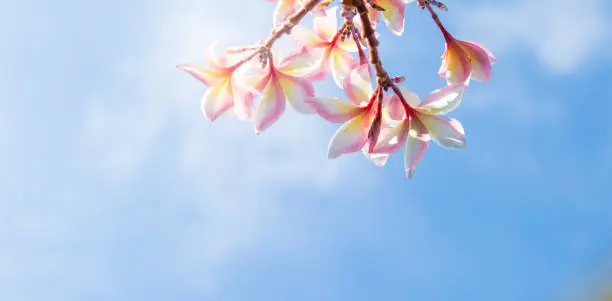 Plumeria flower over blurred sky background, nature background, tropical flower, selective focus, banner style