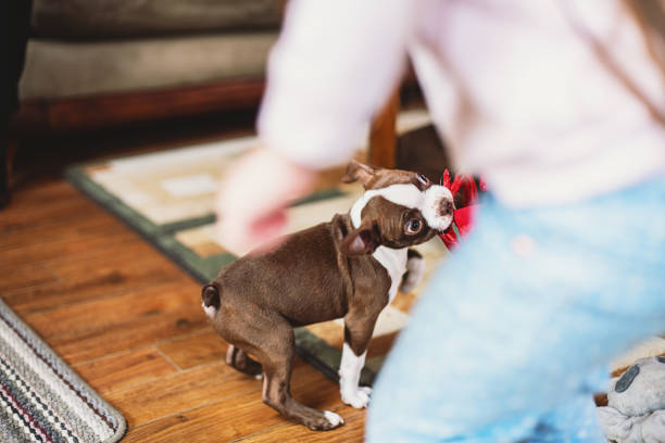 A girl plays tug with the harness for a Boston terrier puppy.