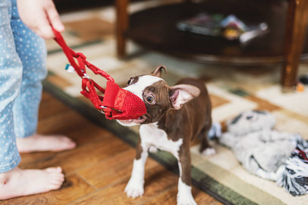 istock Girl Plays With Puppy 1389694063