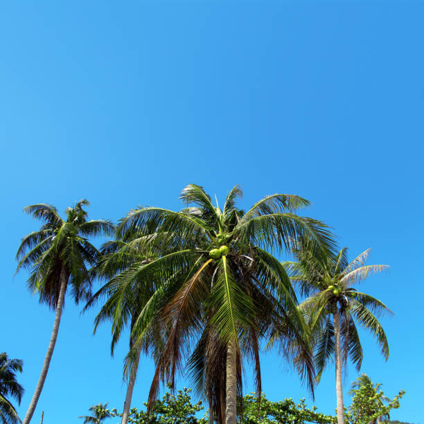 wysokie palmy kokosowe nad słonecznym błękitnym niebem - thailand surat thani province ko samui coconut palm tree zdjęcia i obrazy z banku zdjęć