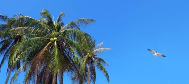istock Coconut palm trees and flying seagull over sunny blue sky 1389696902