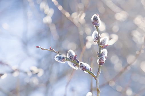 Pussy willow twigs with catkins on a defocused lights bokeh background. Space for copy.