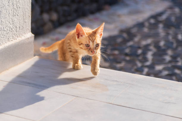 istock Small tabby kitten on porch in the sun 1389698704