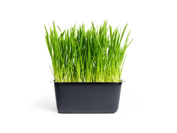 isolated cat grass or wheat grass in a small container. - barley grass fotos imagens e fotografias de stock