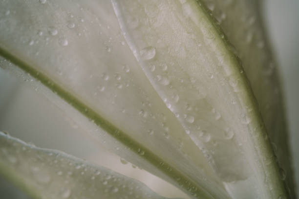 Macro view of lily petals. Selective focus. Blurred background. High quality photo
