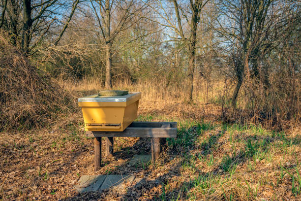One yellow beehive on the edge of the Dutch forest. Spring has just begun and the trees and shrubs are still bare and withered. But the honeybees are already swarming in and out of the beehive.