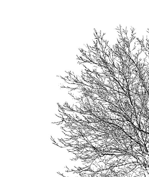 силуэт дерева - bare tree dry tree branch stock illustrations