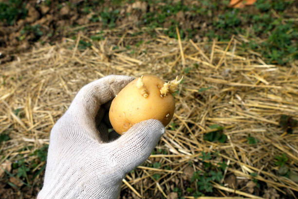 Organic potato ready to be planted.