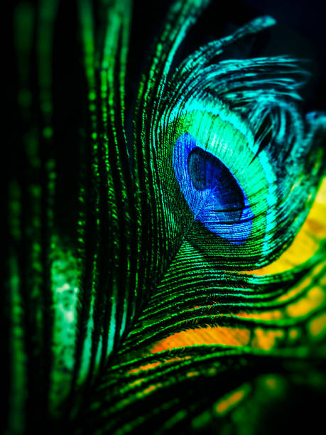 A pretty peacock's feather looking attractive because of the blue part present in it and the filamentous structure make the feather more attractive.
