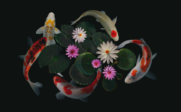 鯉の魚と蓮の花と葉 - water lily 写真 ストックフォトと画像